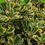 Miniatura: Euonymus Japonicus Aureomarginatus -  Pianta da Siepe Bassa