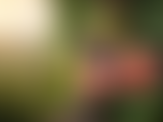 Piante da Frutto Autoctone Italiane: Resilienza, Biodiversità e Difesa del Territorio