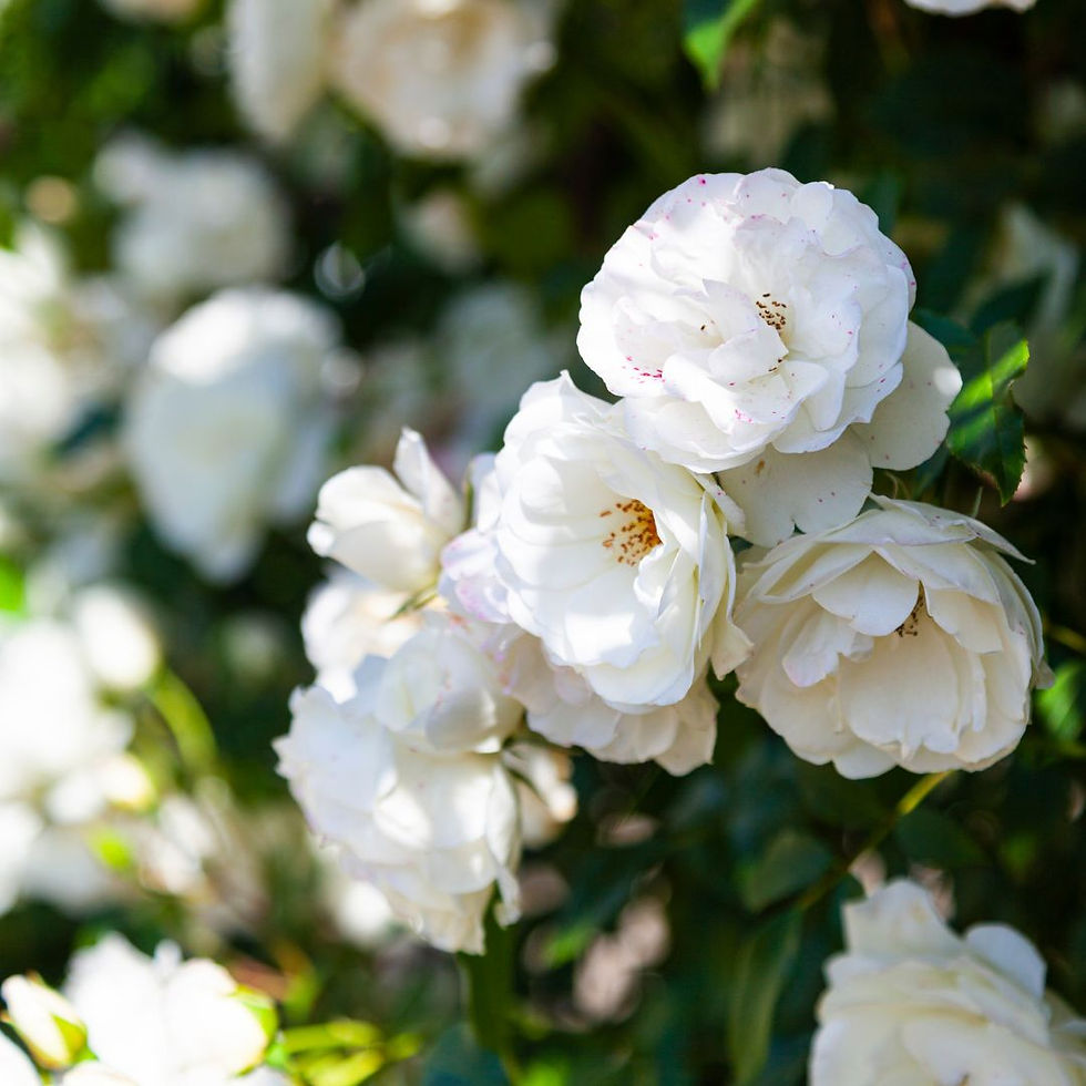 Miniatura: Rosa Rampicante Bianco – Fiore Piccolo