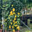 Miniature : Agrumi Limone Spalliera pianta da frutto