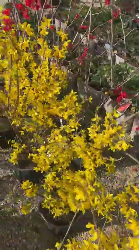 Forsythia, Forizia, pianta ornamentale, fiori gialli, fiori primaverili, siepi, piante da giardino.