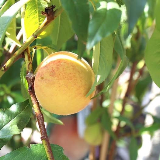 Miniatura: pianta di Pesche Percoche Baby Gold 6 7 9