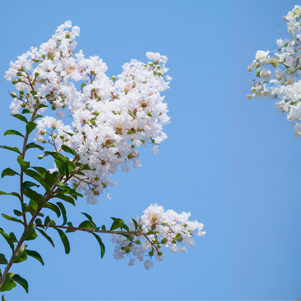 Miniature : Lagerstroemia Indica alberello colore bianco