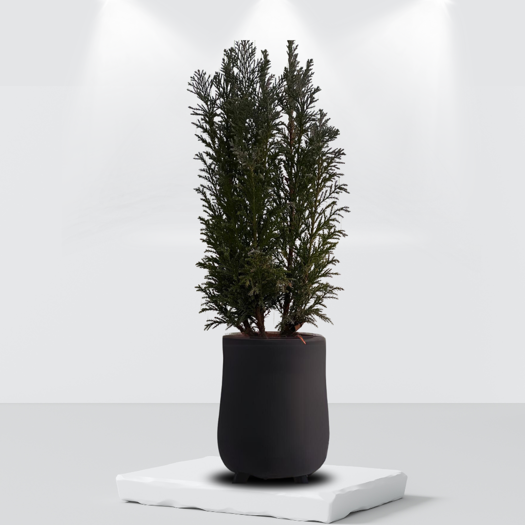 Chamaecyparis Spach, Cipresso,