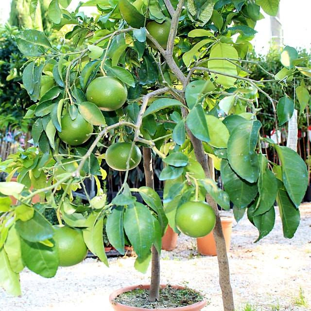 Miniatura: Pompelmo Giallo Citrus Paradisi