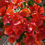 Miniatura: Bougainville Bouganvillea  Bougainvillea californiana a piramide colore arancio; fiore estivo; pianta ornamentale da esterno.