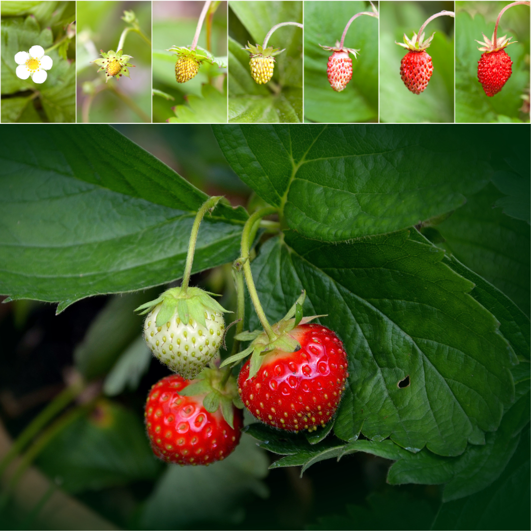 Fragole FIORE BIANCO Piante Frutti Minori