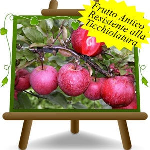 Miniature : Meli a Polpa Rossa