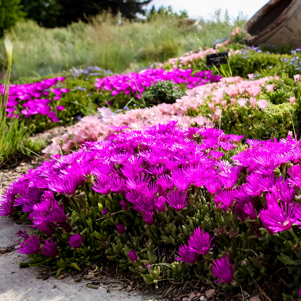 Miniatura: Delospermum tris pianta ornamentale ( Delosperma )