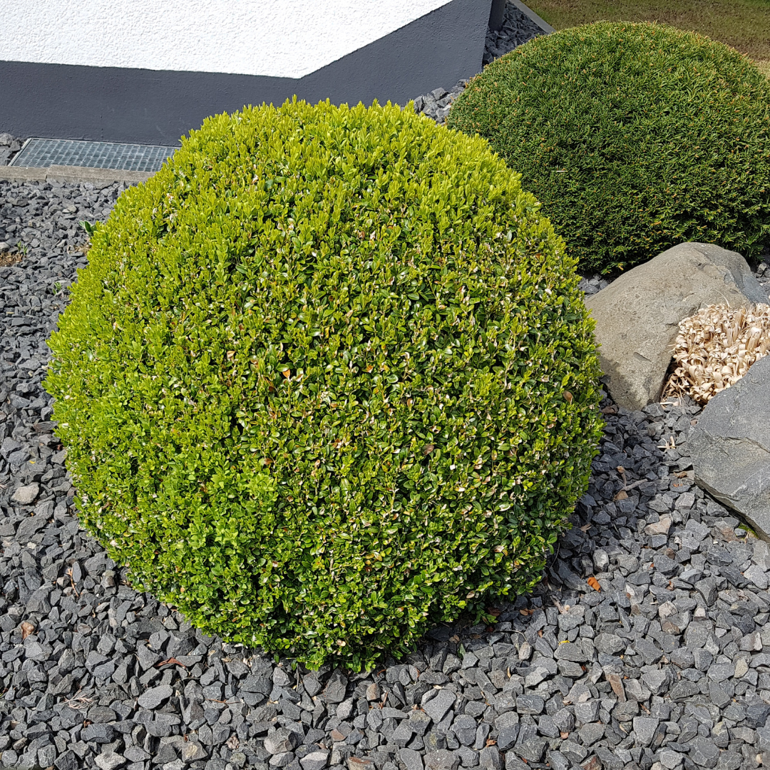 Buxus Sempervirens Rotundifolia - Pianta da Siepe Bassa