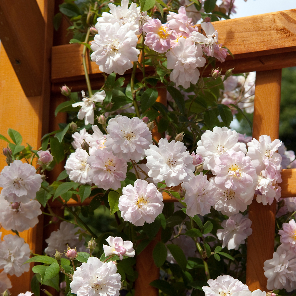 Miniatura: Rosa Rampicante Banksiae Bianca