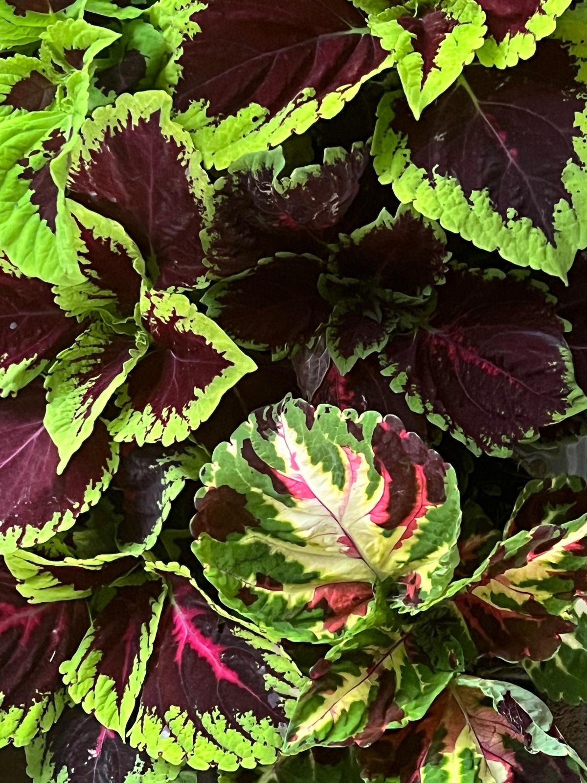 Coleus pianta ornamentale