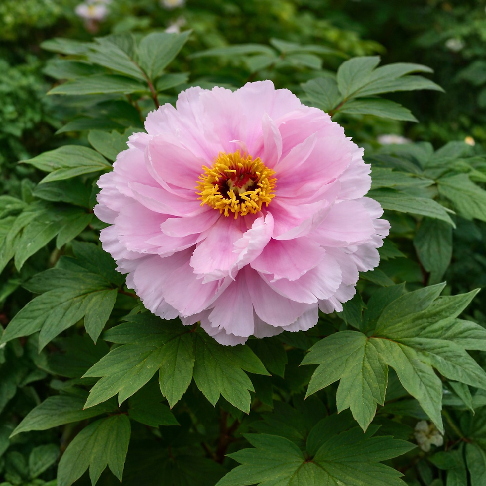 Peonia Suffruticosa Rosa Chiaro Pianta Ornamentale