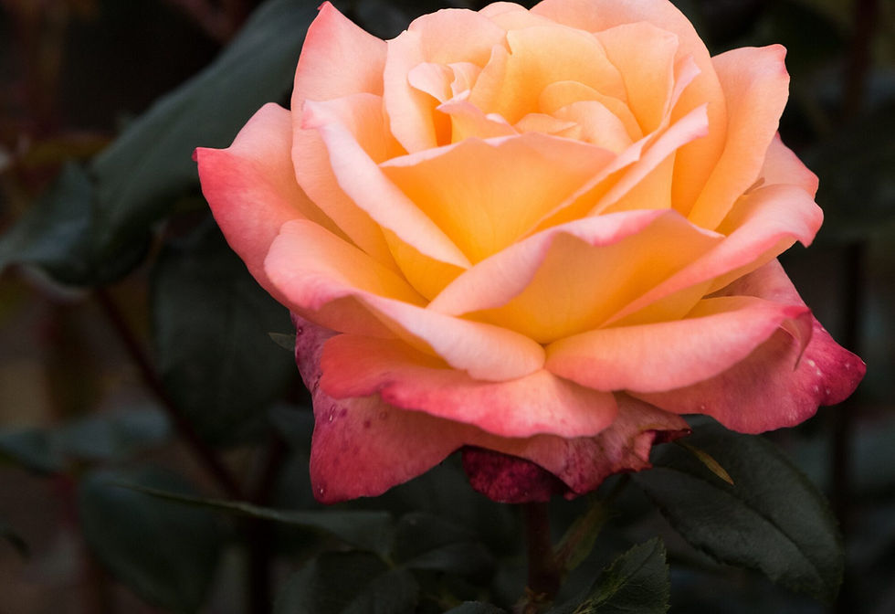 Miniature : Rose Nobili Grandi Fiori Ibrido di Thea  Frohsinn Peccato di Gioia -