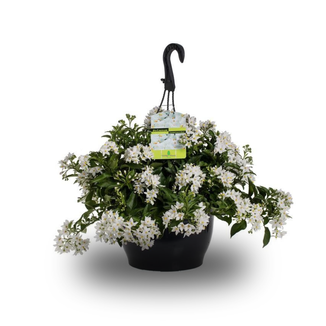 Solanum Jasminoides Gelsomino