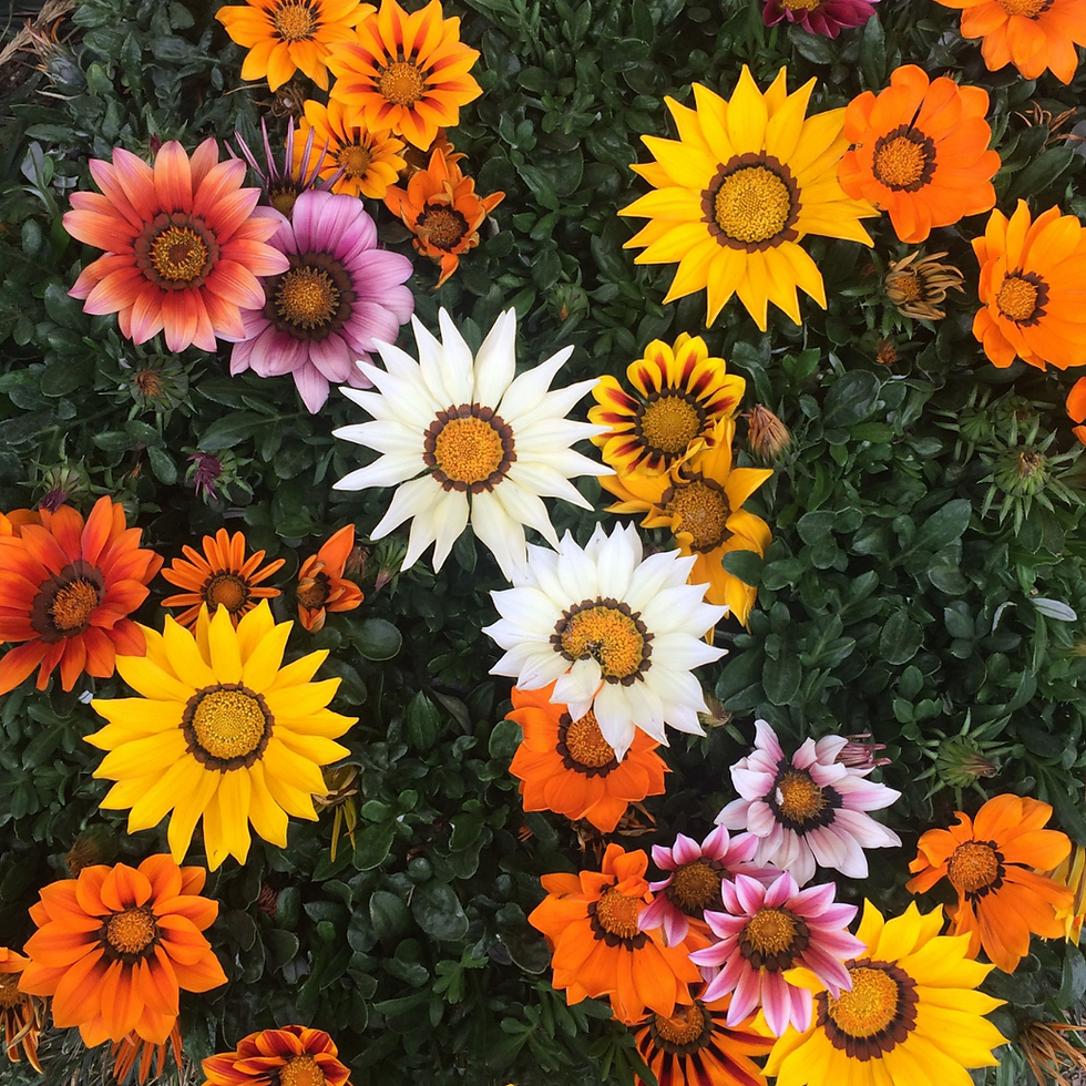 Miniatura: Gazania colori misti N.10 Piantine