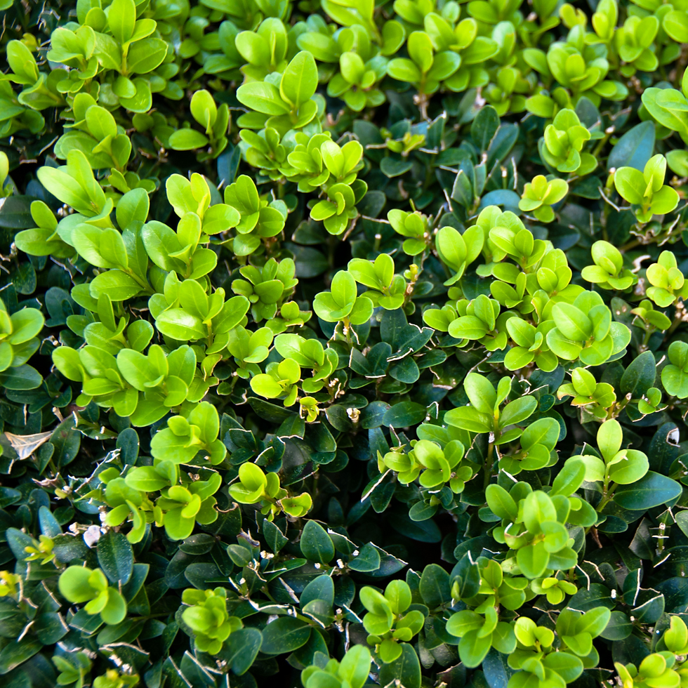 Miniatura: Bosso Buxus Pumilla