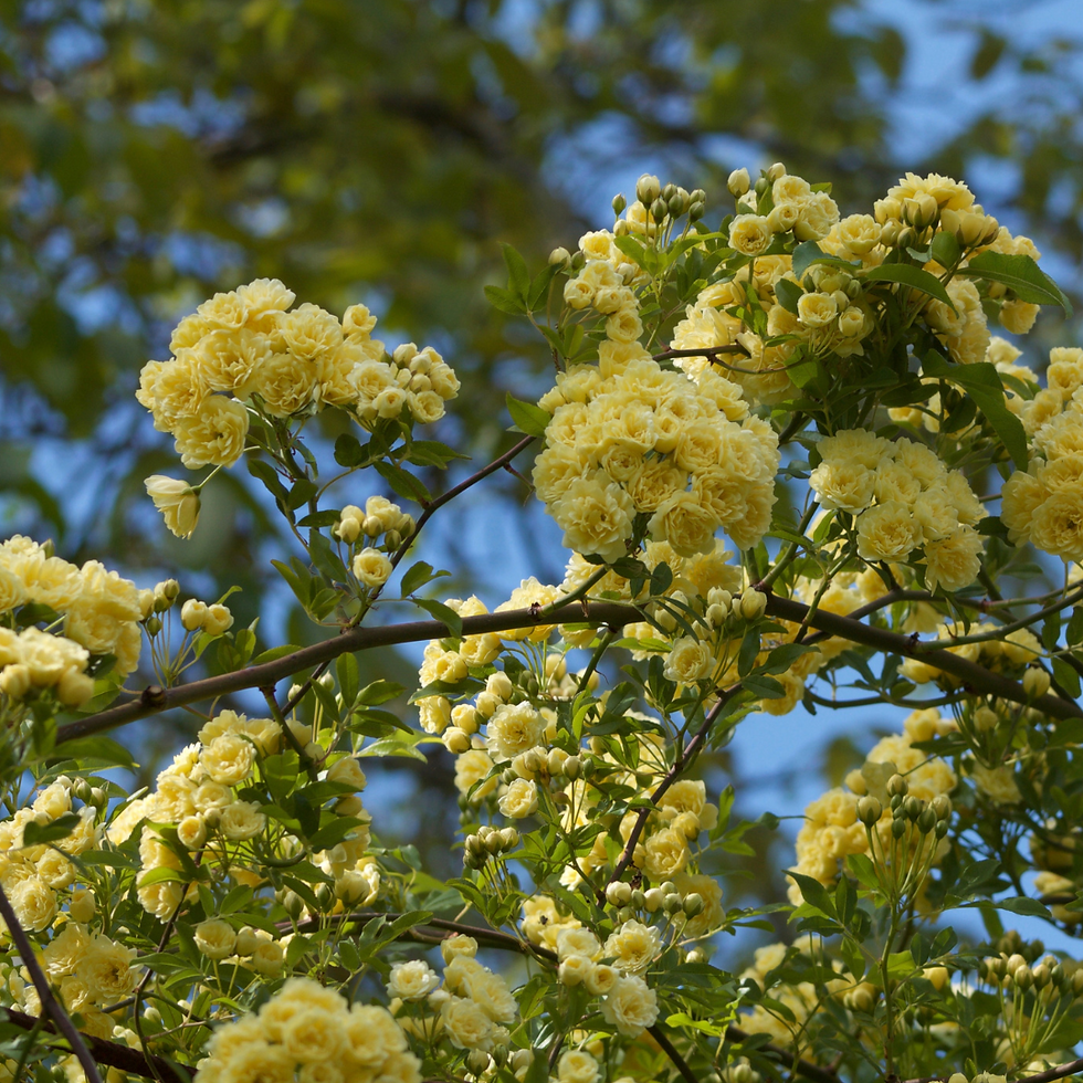 Rosa Rampicante Banksiae Yellow gialla