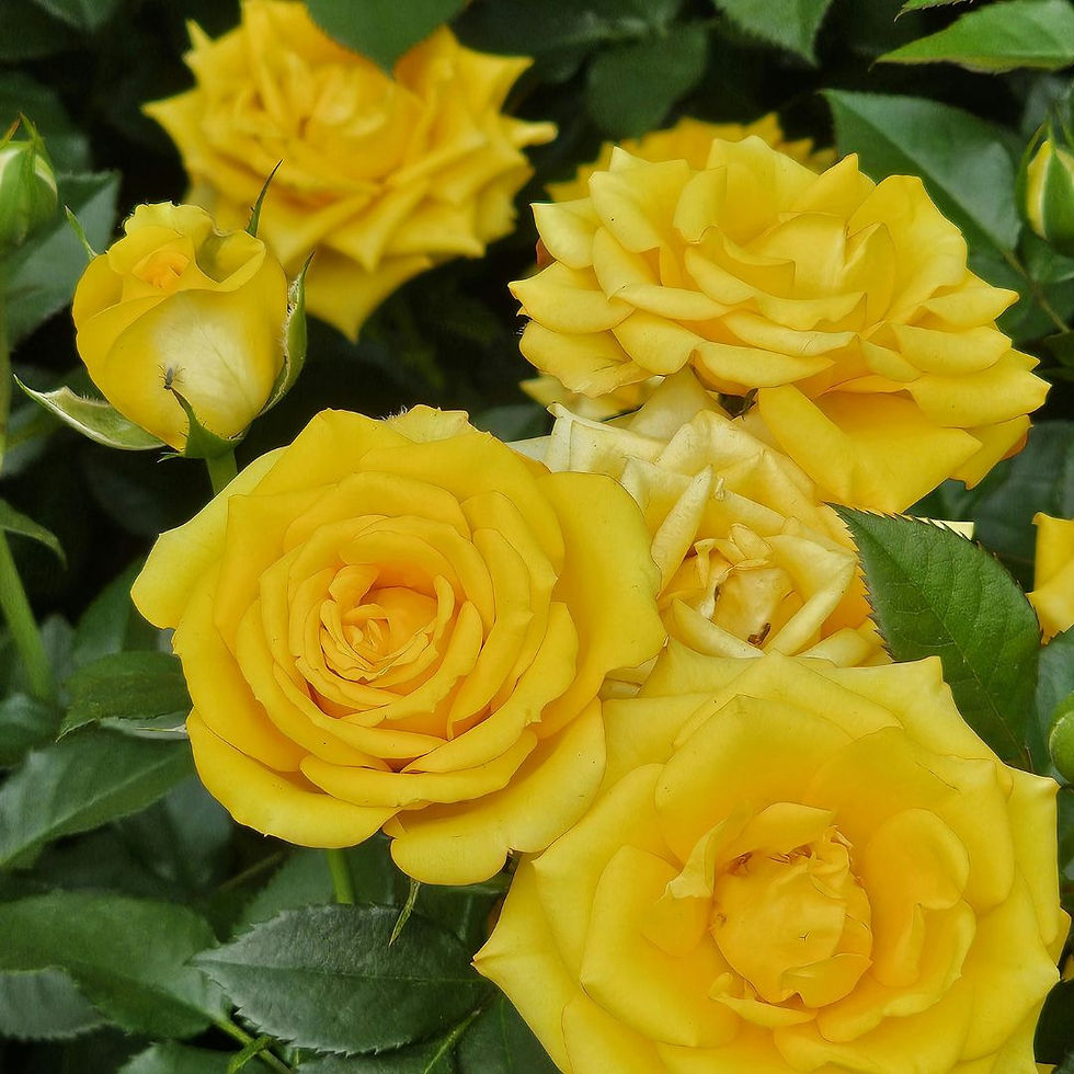 Miniature : Rosa Rampicante Fiore Grande Giallo Puro