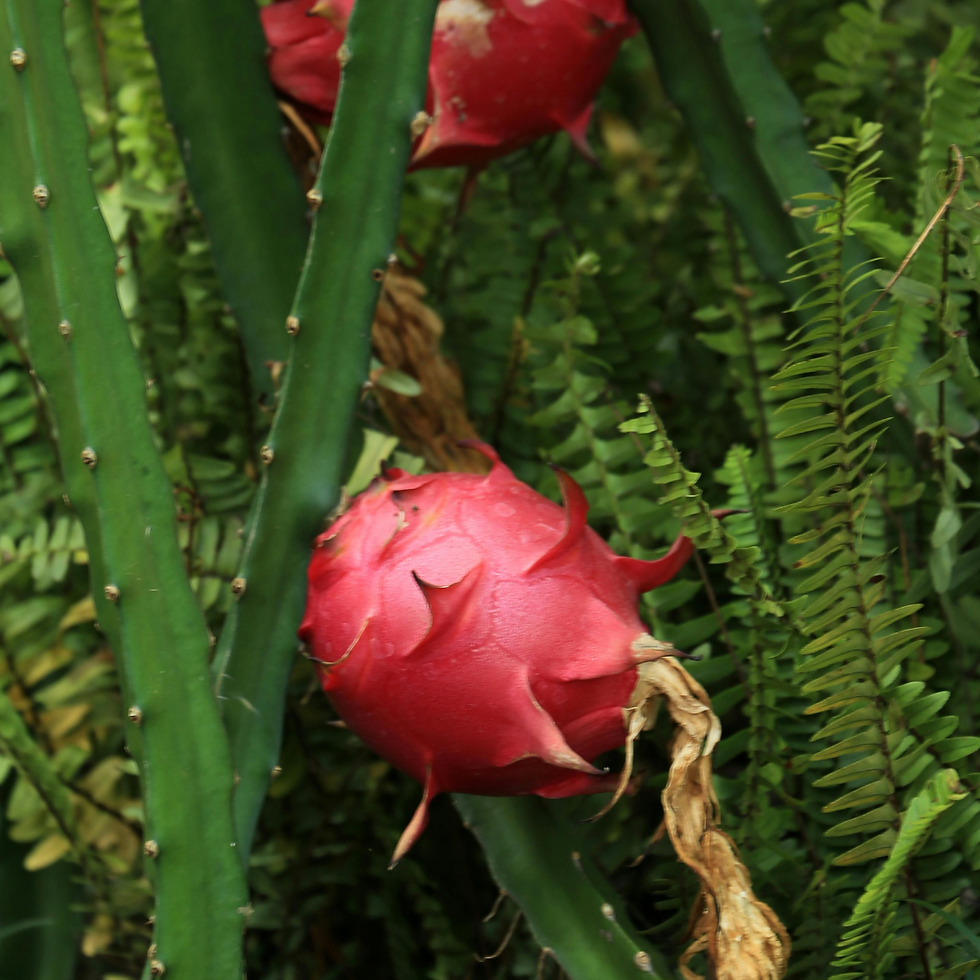 Pitaya Frutto del Drago pianta da frutto esotico tropicale