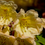 Miniature : Rhododendron Giallo
