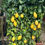 Miniature : Agrumi Limone Spalliera pianta da frutto