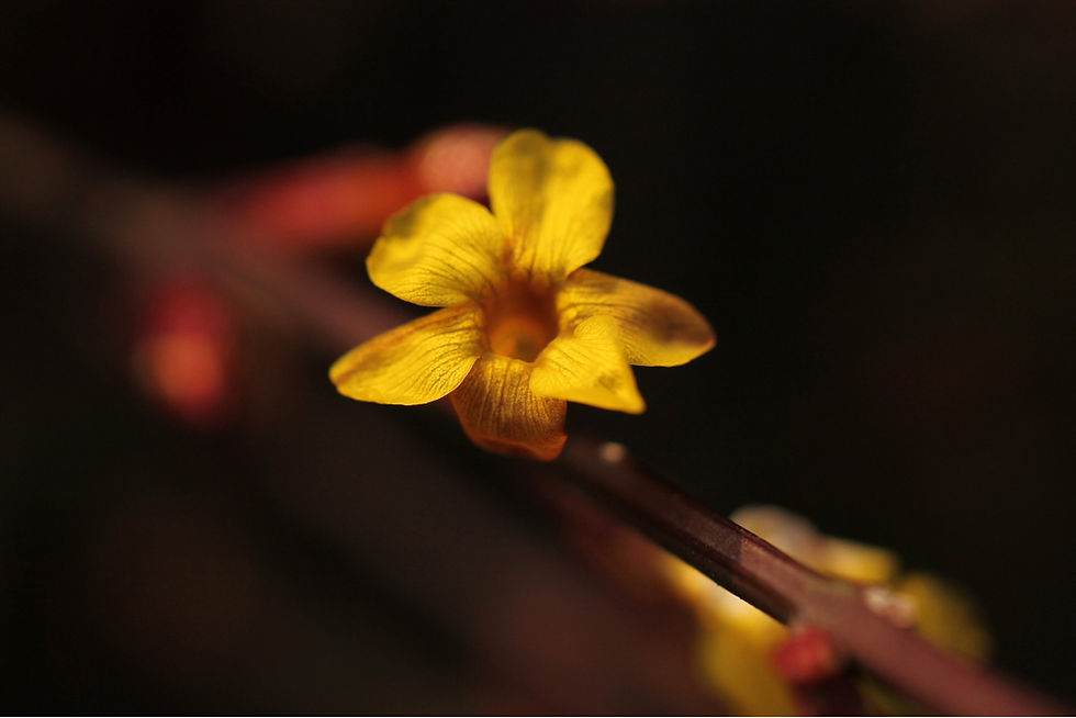 Fiorisce quando tutto il resto è fermo: Il Jasminum Nudiflorum