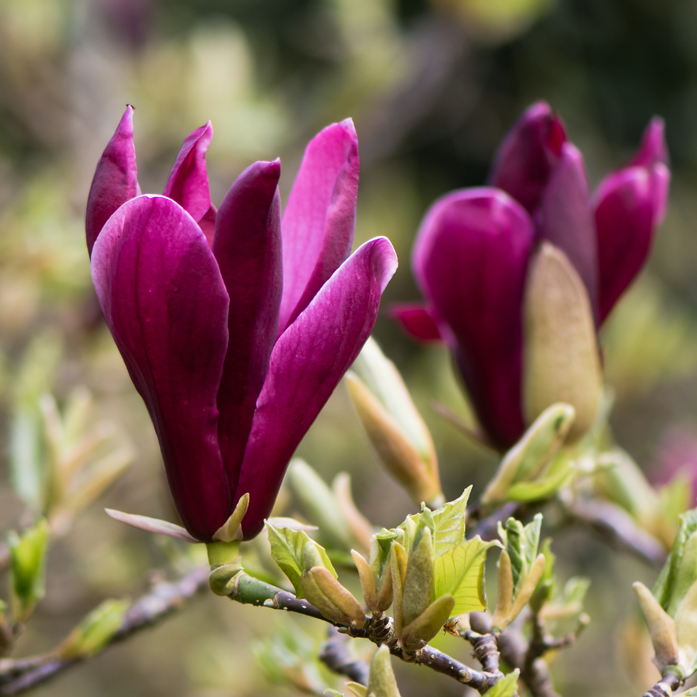 Miniatura: Magnolia Nigra
