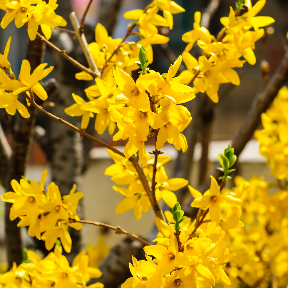 Miniatura: Forsythia, Forizia, pianta ornamentale, fiori gialli, fiori primaverili, siepi, piante da giardino.
