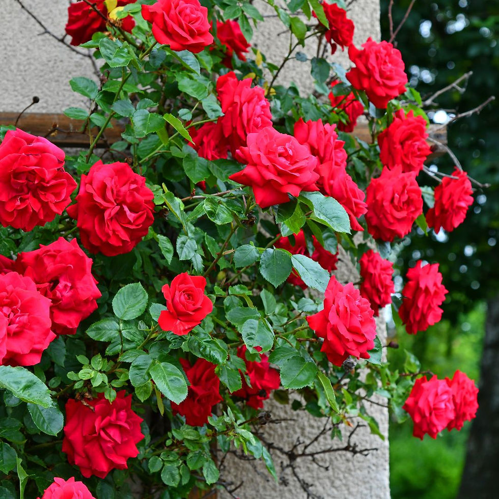 Miniatura: Rosa Rampicante Fiore Grande Crimson Glory