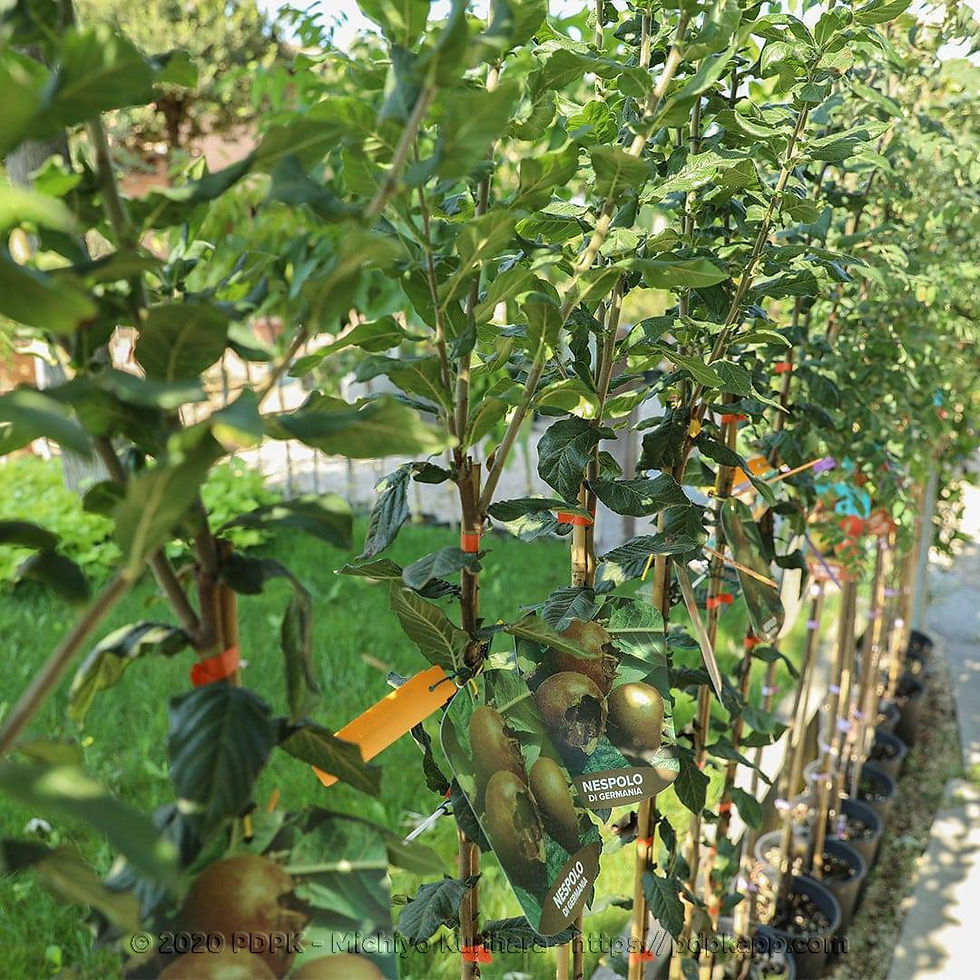 Miniatura: Nespolo del Giappone