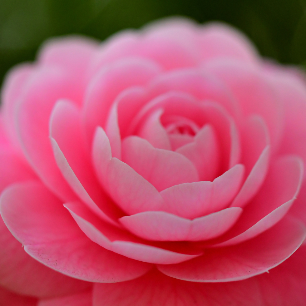 Miniatura: Camelia Japonica Rosa Sacco Nova