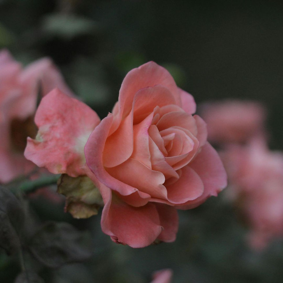 Miniature : Rosa Rampicante Fiore Grande Queen Elizabeth