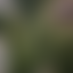 albero di natale vero