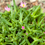 Miniatura: Delospermum tris pianta ornamentale ( Delosperma )