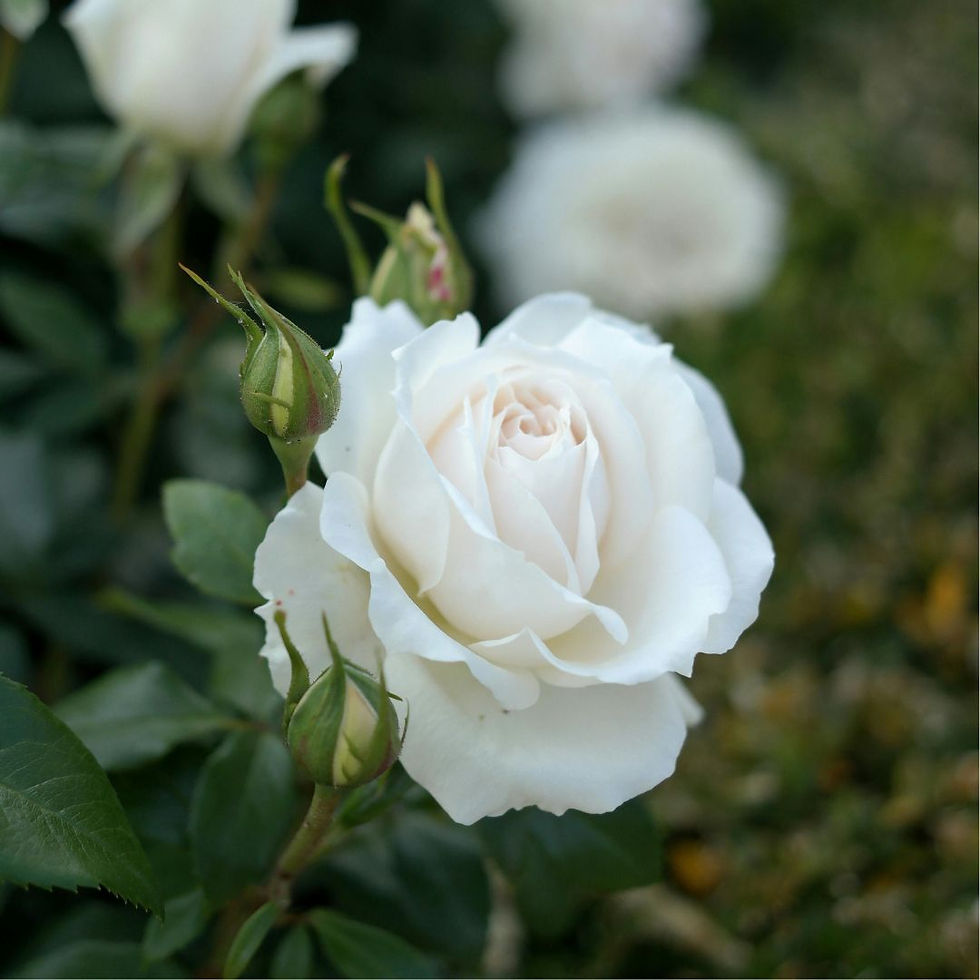 Miniature : Rosa Rampicante Fiore Grande Pascali