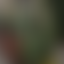 albero di natale vero