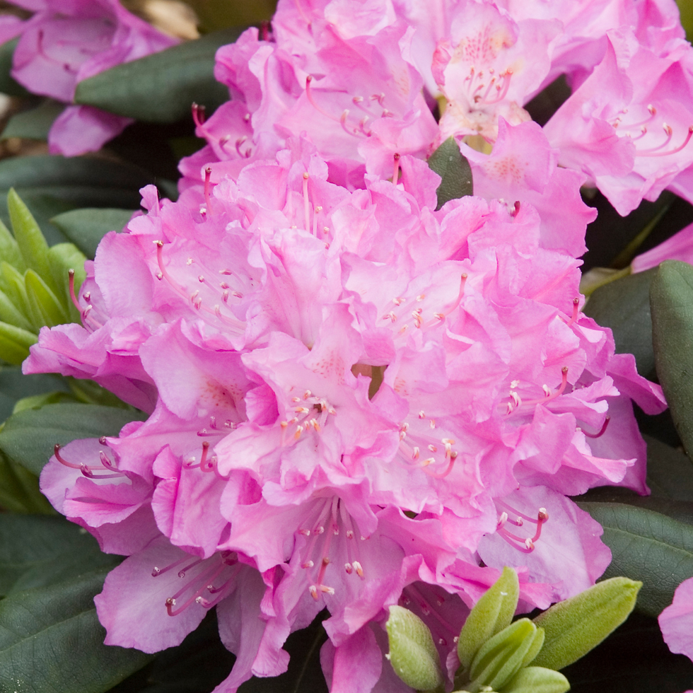 Rhododendron Rosa Blurettia