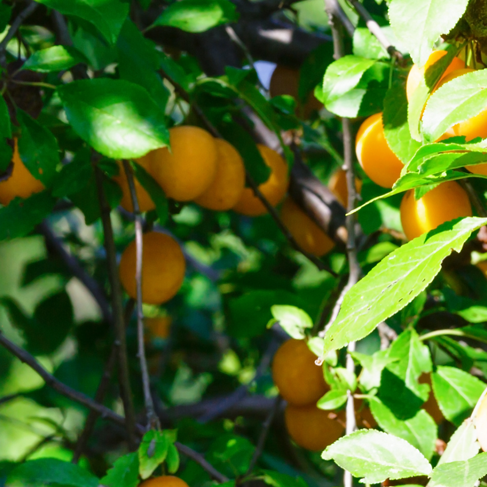 Susini Prugna di Gallinaro