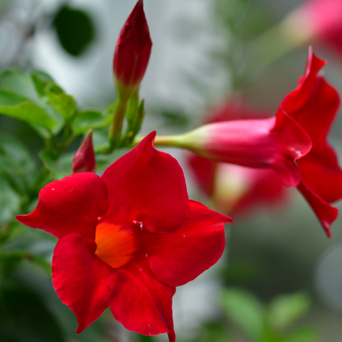 Pianta Dipladenia Sundaville Rossa - Rampicante Fiorito - Per Terrazze E Giardini - Foto 13