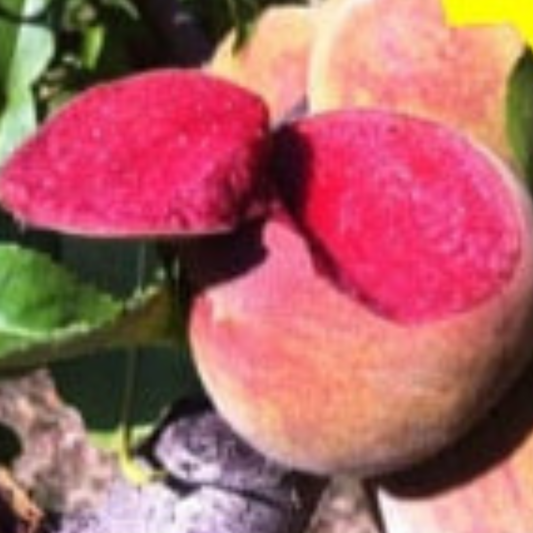 Pesche a Polpa Rossa Sanguinella ( Resistente alla Bolla )