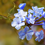 Miniatura: Plumbago Auriculata Celeste pianta rampicante