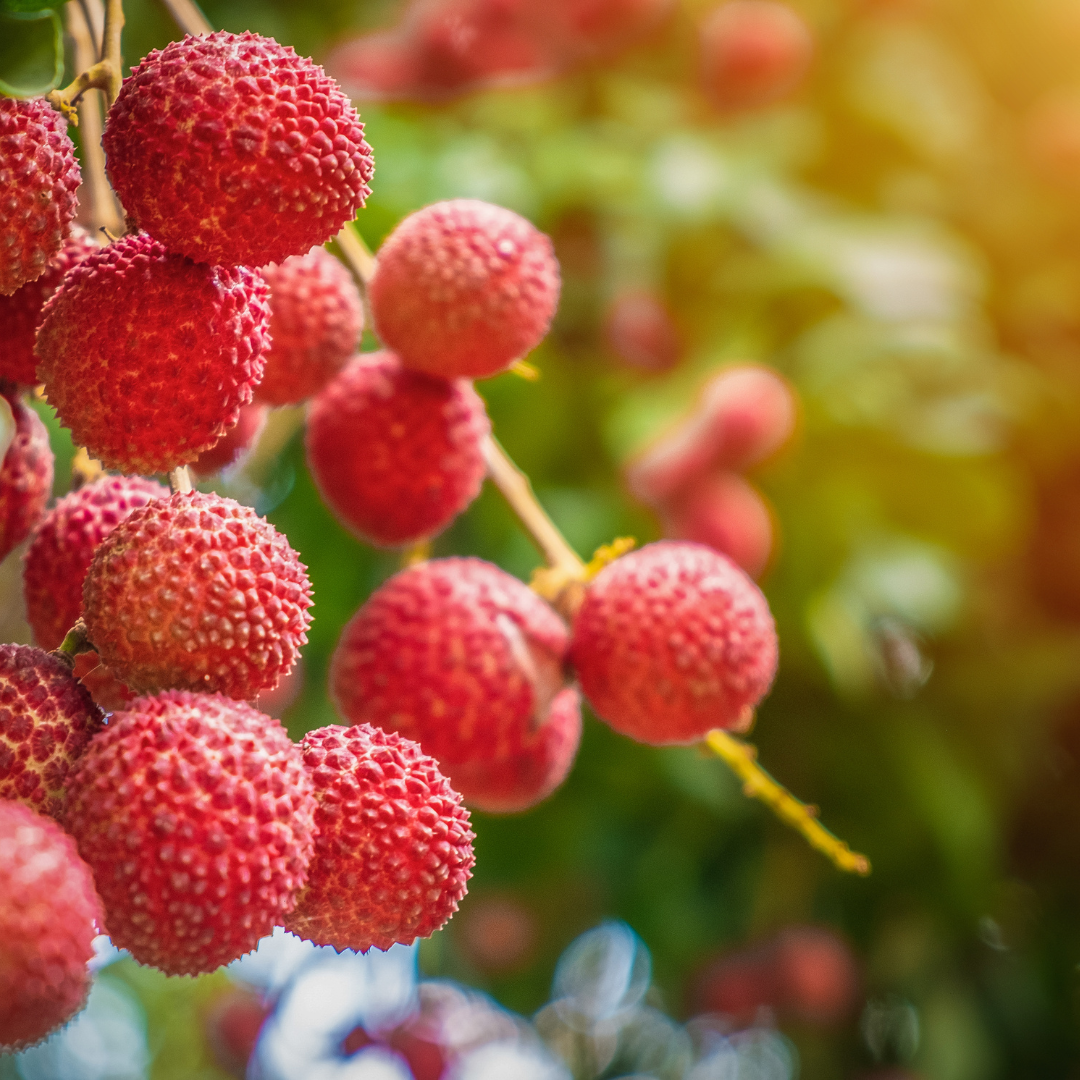 Litchi Kway May Pink Litchi chinensis Ciliegia Cinese pianta da frutto esotica