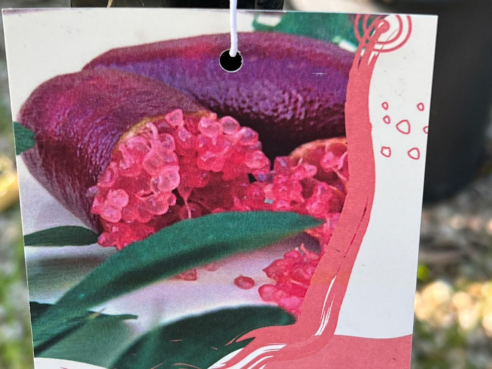 Miniatura: Agrumi Limone Caviale, Citrus Australasia,  Pianta da frutto, Finger lime.