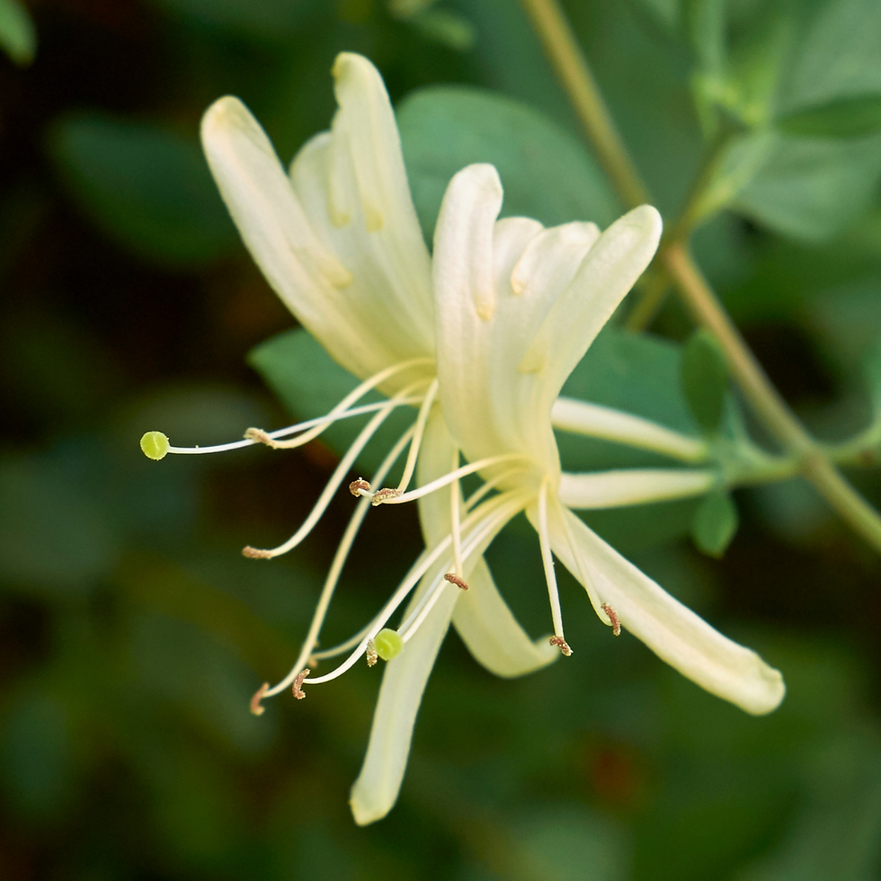 Lonicera Japonica Halliana pianta rampicante