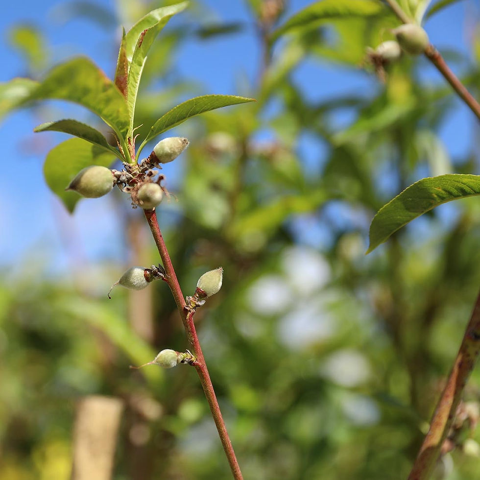 Miniature : Pesche a Polpa Gialla Guglielmina