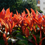 Miniatura: Photinia Compatta pianta da siepe