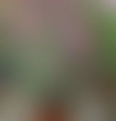 GAURA Pianta Perenne che si ama alla follia e facile da coltivare