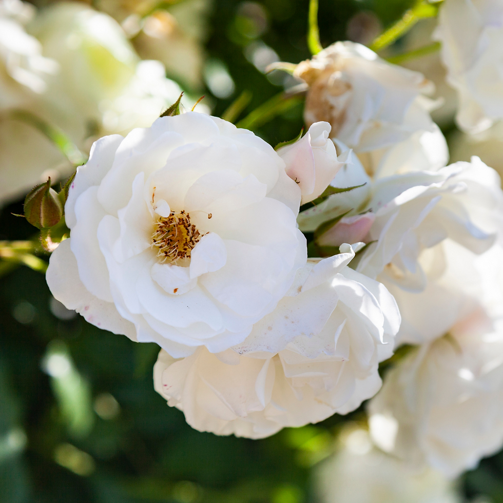 Miniature : Rosa Rampicante Banksiae Bianca