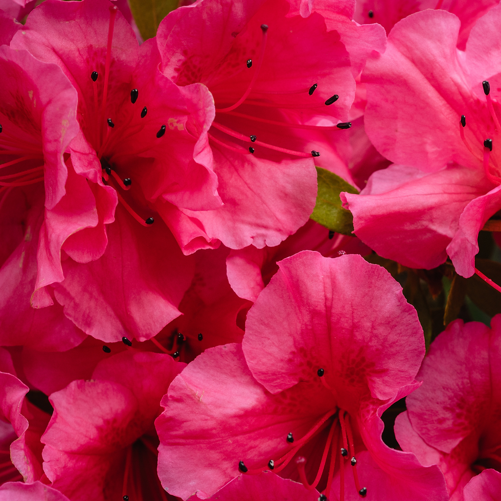 Miniatura: Rhododendron Rosa Scuro Nova Zembla